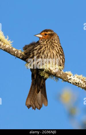 Uccello nero alato rosso (Agelaius phoeniceus), EE Wilson Wildlife Area, Oregon Foto Stock