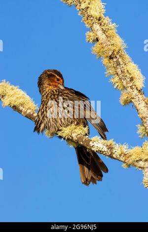 Uccello nero alato rosso (Agelaius phoeniceus), EE Wilson Wildlife Area, Oregon Foto Stock