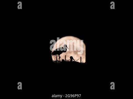 Novi Sad, Serbia, 24 luglio 2021 cicogne bianche (Ciconia Ciconia) su nido silhouette contro la luna piena. Credit: Nenad Mihajlovic/Alamy Live News Foto Stock