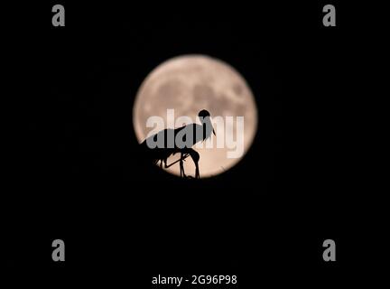 Novi Sad, Serbia, 24 luglio 2021 cicogne bianche (Ciconia Ciconia) su nido silhouette contro la luna piena. Credit: Nenad Mihajlovic/Alamy Live News Foto Stock