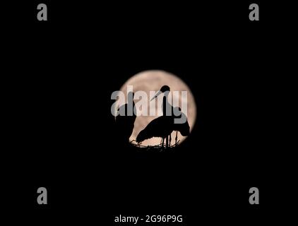 Novi Sad, Serbia, 24 luglio 2021 cicogne bianche (Ciconia Ciconia) su nido silhouette contro la luna piena. Credit: Nenad Mihajlovic/Alamy Live News Foto Stock