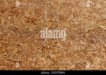 Legno compensato, pannello di legno pressato, sfondo a trama di truciolato, messa a fuoco selezionata Foto Stock