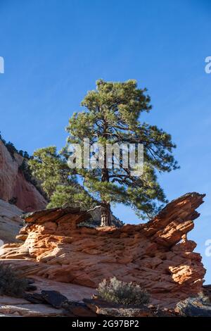 Erodendo arenaria tappata da roccia infusa di ferro in una forma unica sul pendio di una montagna con un grande pino che cresce dietro di esso e un blu chiaro s Foto Stock