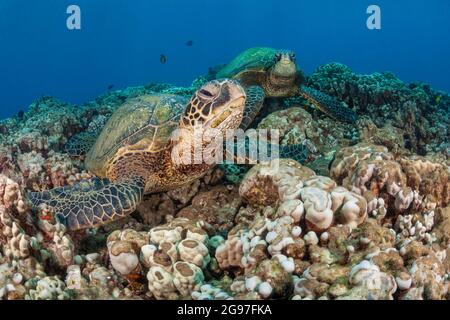 Un paio di tartarughe marine verdi, Chelonia mydas, al largo della costa di Maui. Si tratta di una specie in pericolo. Hawaii. Foto Stock