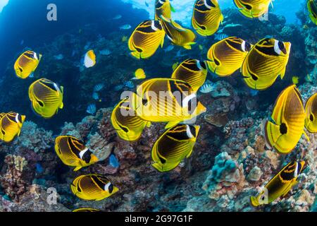 Raccoon butterflyfish, Chaetodon lunula, si trovano spesso in grandi scuole, Hawaii. Foto Stock