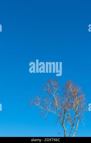 Single Tree, Islands, Hong Kong (luglio 2021) Foto Stock