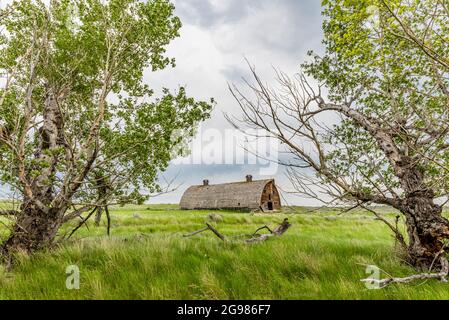 Grande fienile abbandonato sulle praterie a Saskatchewan incorniciato da due alberi Foto Stock