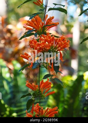 Pyrostegia venusta o vitigno a tromba arancione con i suoi luminosi fiori tubolari appesi su steli lunghi. Giardino costiero subtropicale australiano Foto Stock