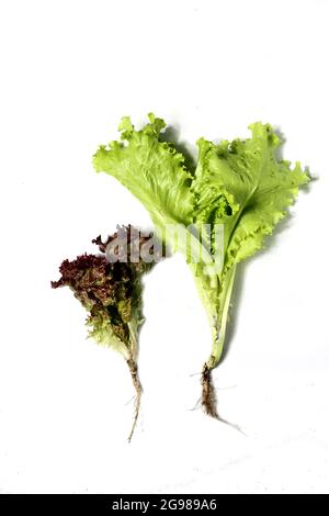 lattuga di diversi tipi isolata su fondo bianco piatto posare. Concetto di alimentazione sana Foto Stock