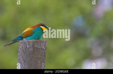 Un uccello adorabile, l'ape-mangiatore europeo siede in cima ad una colonna di legno. Fauna selvatica sparata. L'ape-mangiatore europeo nel suo habitat naturale. Primo piano. Foto Stock