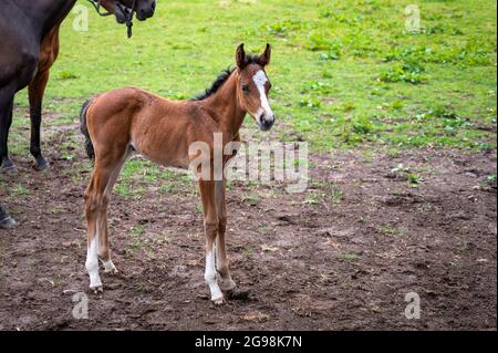 Nuovo nato marrone fallo in piedi vicino ad essa madre in un campo in Irlanda Foto Stock