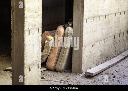 Dettaglio di gatto abbandonato in strada, solitudine e tristezza Foto Stock