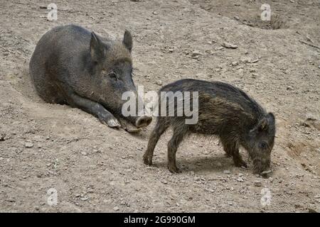 Il cinghiale (Sus scrofa) con suinetti Foto Stock