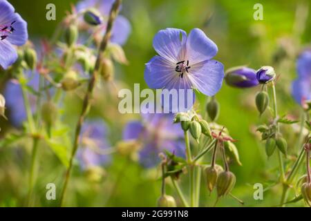 Geranio pratense, prato di gru-fattura fiori blu closeup fuoco selettivo sulla giornata di sole Foto Stock