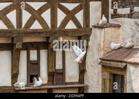 Colombe bianche nel castello di Wartburg a Eisenach, Germania Foto Stock