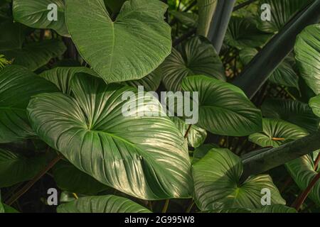 Closeup di foglie di piante tropicali, nella foresta pluviale del sud-est asiatico. Tonalità scura di foglie verdi tropicali palma, felce e piante ornamentali backdr Foto Stock