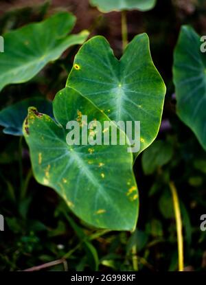Foto primo piano le due foglie di taro verde nella giungla Foto Stock