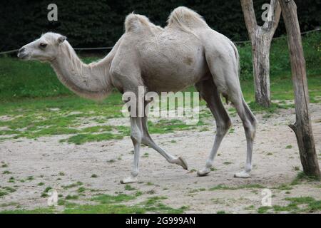 Cammelli nello zoo di Overloon, Paesi Bassi Foto Stock