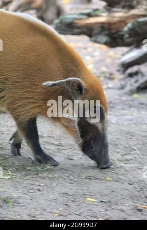 Red River Hog nello zoo di Overloon nei Paesi Bassi Foto Stock