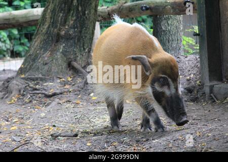 Red River Hog nello zoo di Overloon nei Paesi Bassi Foto Stock