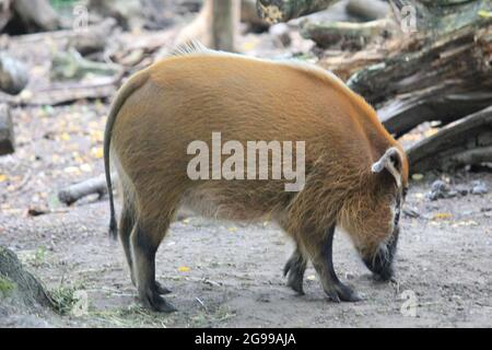 Red River Hog nello zoo di Overloon nei Paesi Bassi Foto Stock