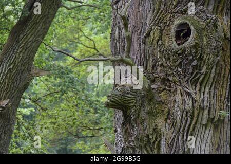 GERMANIA, Stavenhagen, National Nature Monument, Ivenacker Eichen, 1000 anni di querce tedesche vicino al villaggio di Ivenack in Mecklenburg Foto Stock