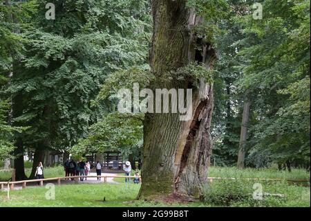 GERMANIA, Stavenhagen, National Nature Monument, Ivenacker Eichen, 1000 anni di querce tedesche vicino al villaggio di Ivenack in Mecklenburg Foto Stock