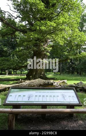 GERMANIA, Stavenhagen, National Nature Monument, Ivenacker Eichen, 1000 anni di querce tedesche vicino al villaggio di Ivenack in Mecklenburg Foto Stock