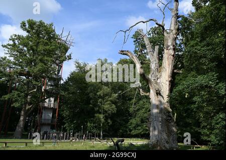 GERMANIA, Stavenhagen, National Nature Monument, Ivenacker Eichen, 1000 anni di querce tedesche vicino al villaggio di Ivenack in Meclemburgo, 650 metri Treetop Walk, torre punto di vista Foto Stock