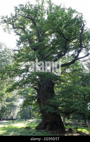 GERMANIA, Stavenhagen, National Nature Monument, Ivenacker Eichen, 1000 anni di querce tedesche vicino al villaggio di Ivenack in Mecklenburg Foto Stock