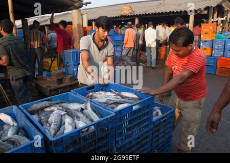 Attività trafficate nel mercato all'ingrosso del pesce di Digha, Bengala Occidentale, India, una spiaggia turistica più popolare del Bengala e uno dei più grandi mercati del pesce. Foto Stock