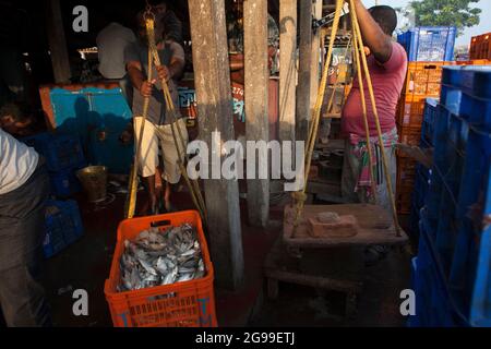 Attività trafficate nel mercato all'ingrosso del pesce di Digha, Bengala Occidentale, India, una spiaggia turistica più popolare del Bengala e uno dei più grandi mercati del pesce. Foto Stock