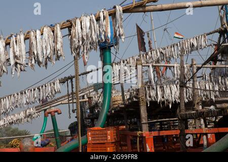 I pesci vengono essiccati alla luce del sole per preparare pesci di vario genere nei pescherecci da traino che ritornano dalla pesca in alto mare nella baia del Bengala. Foto Stock