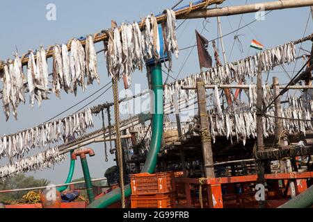 I pesci vengono essiccati alla luce del sole per preparare pesci di vario genere nei pescherecci da traino che ritornano dalla pesca in alto mare nella baia del Bengala. Foto Stock