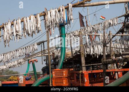 I pesci vengono essiccati alla luce del sole per preparare pesci di vario genere nei pescherecci da traino che ritornano dalla pesca in alto mare nella baia del Bengala. Foto Stock