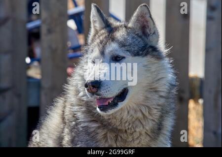 ritratto del muso di un cane husky primo piano Foto Stock