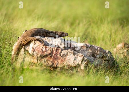 monitor lizard o bengala o monitor indiano comune o. varanus bengalensis ritratto su roccia in verde naturale post monsone foresta a ranthambore Foto Stock