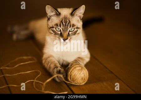 Un simpatico gattino tabby thailandese si trova sul pavimento in legno della casa e gioca con una palla di corda di canapa. Un passatempo divertente per un animale domestico con la famiglia Foto Stock