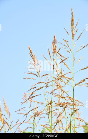 Canne verdi in tempo ventoso chiaro in estate, isolate su cielo blu Foto Stock