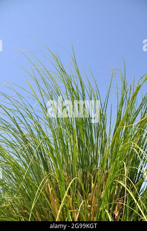 Canne verdi in tempo ventoso chiaro in estate, isolate su cielo blu Foto Stock