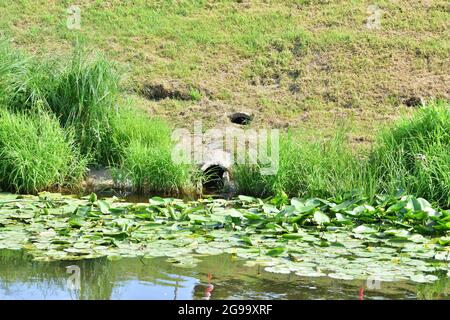 Scarico di acqua piovana sul fiume. Estate. Foto Stock