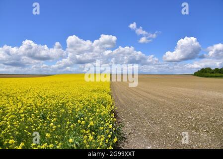 Campi con colza in Svevia, Baviera, Germania, Europa Foto Stock