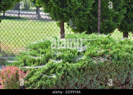 Cobweb su un cespuglio di conifere nel centro della città. Estate. Foto Stock