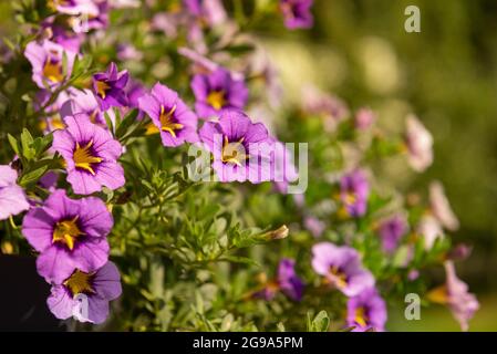 Primo piano di fiori viola di Calibrachoa in un cestino appeso, noto anche come Million Bells o mini petunia finale. Foto Stock