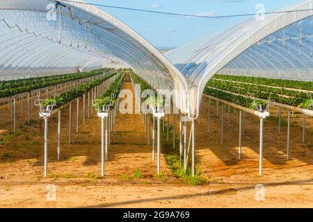 Serre per piante di fragole sul campo. File di piante di fragola che crescono in vivaio di pianta. Contea di Santa Barbara, California Foto Stock