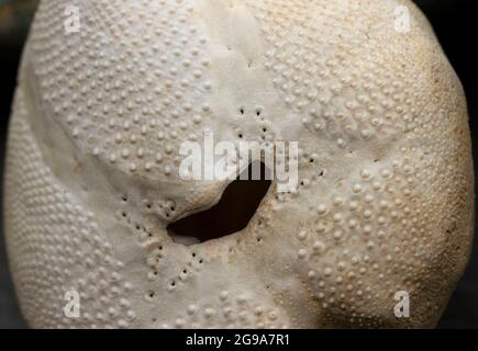 Primo piano dell'apertura di sfogo di una conchiglia di patata di mare. Sono piccoli e delicati membri della famiglia Sea Urchin che vivono sepolti in sabbie fangose Foto Stock