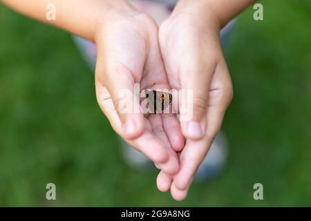 Farfalla nera e arancione nelle mani dei bambini Foto Stock