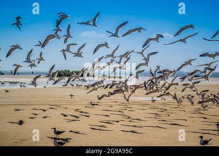 Bella diverso tipo di uccelli osservati in roaming intorno l'uccello santuario dell'Isola di South Padre Foto Stock