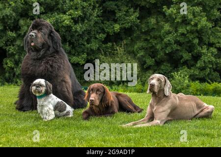 Cani di razze diverse nel prato. Weimaraner, cane di Terranova, Shih tzu, Retriever con rivestimento piatto. Un gruppo di cani. Camminare i cani. Foto Stock