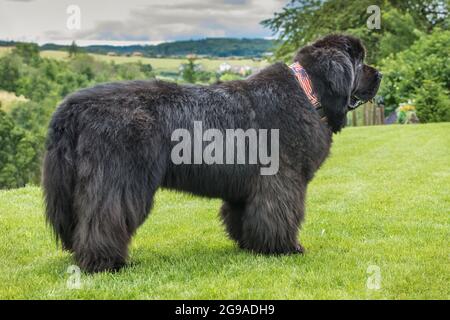 Terranova cane razza in un esterno. Cane grande su un campo verde. Cane di salvataggio. Mostra razza di cane. Foto Stock